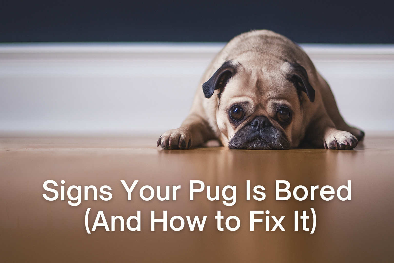 Signs Your Pug Is Bored (And How to Fix It)